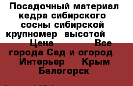 Посадочный материал кедра сибирского (сосны сибирской) крупномер, высотой 3-3.5  › Цена ­ 19 800 - Все города Сад и огород » Интерьер   . Крым,Белогорск